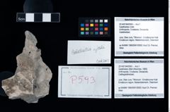 Foto (Objekt + Etikett) von Galatheites zitteli (Moericke, 1889)  (NHMW-GEO-2014-0194-0593)